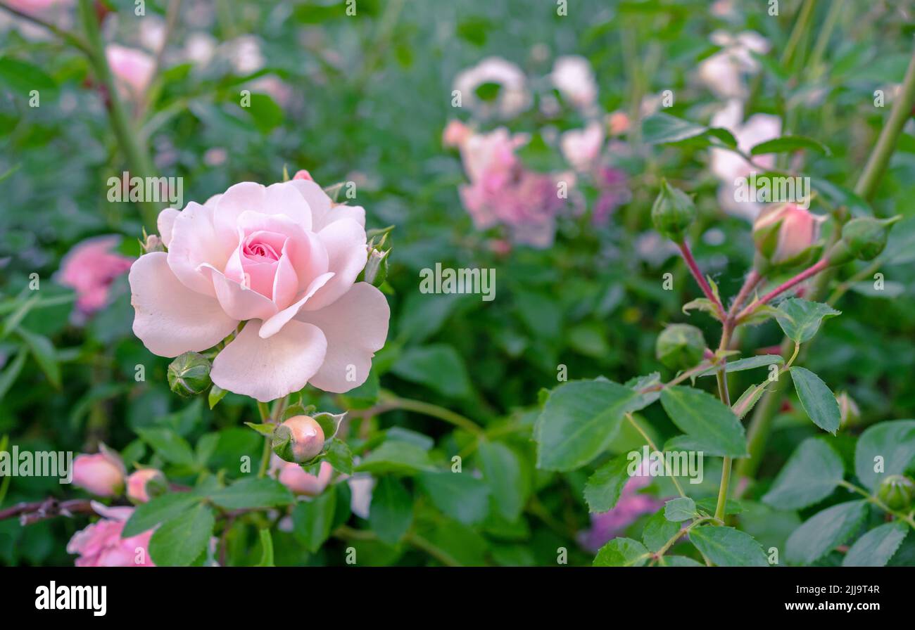Light pink rose blooms in the rose garden in summer. Rose bloom. Stock Photo