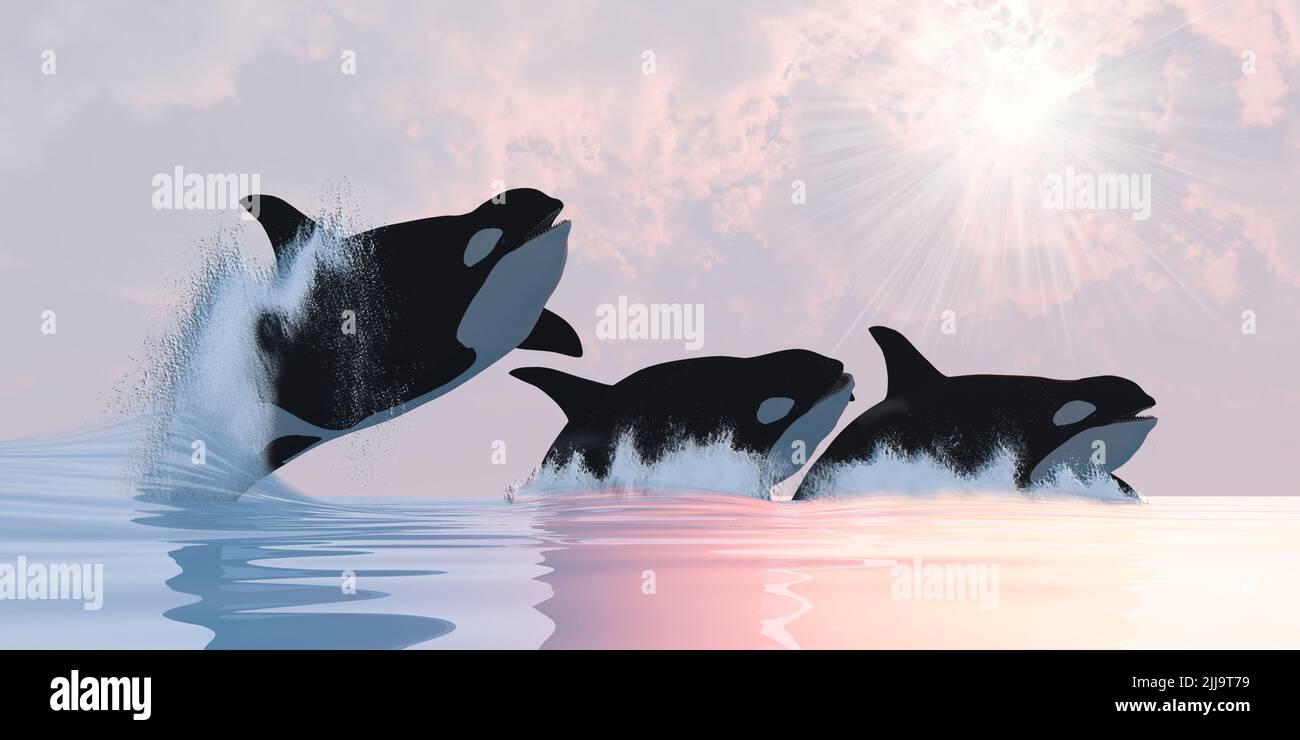 A family of Orca Killer whales play in oceans waters breaching and splashing. Stock Photo