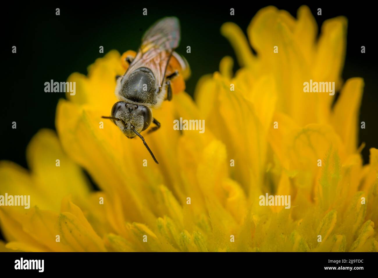 Honey bee getting nectar from yellow colored Daisy flower. Used