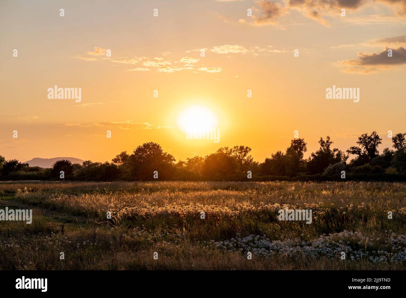 Beautiful sunset full golden wildflowers hi-res stock photography and ...