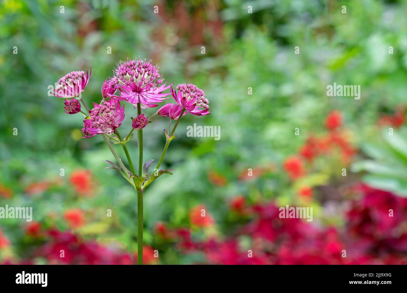 Blooming Astrantia major Rosa Lee masterwort in summer garden. Stock Photo