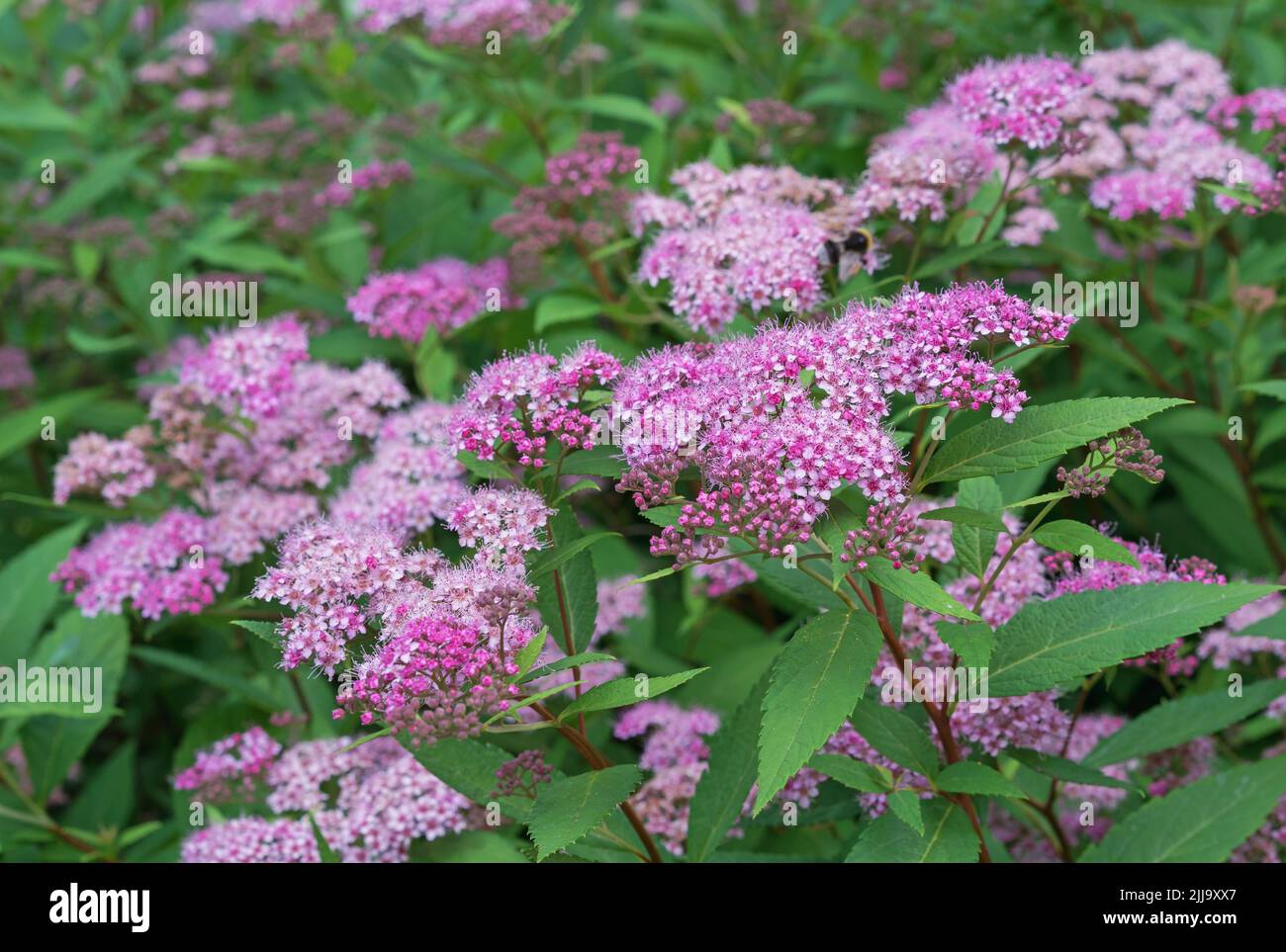Pink spirea Japanese, feather-fern, Astilbe japonica or cuckoo bee. Stock Photo
