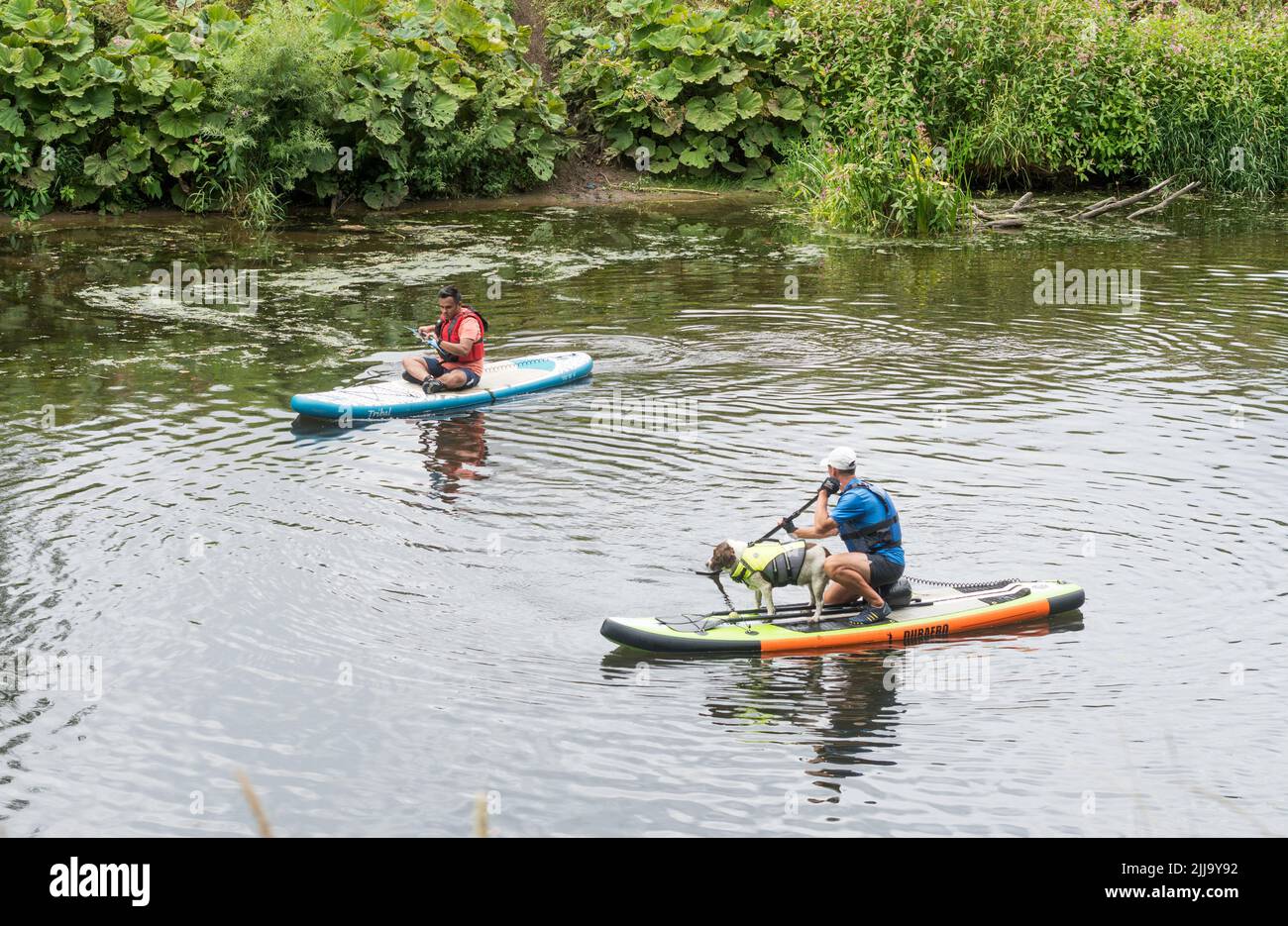 A man paddle boarding with a dog on the river Wear in Durham City, England, UK Stock Photo