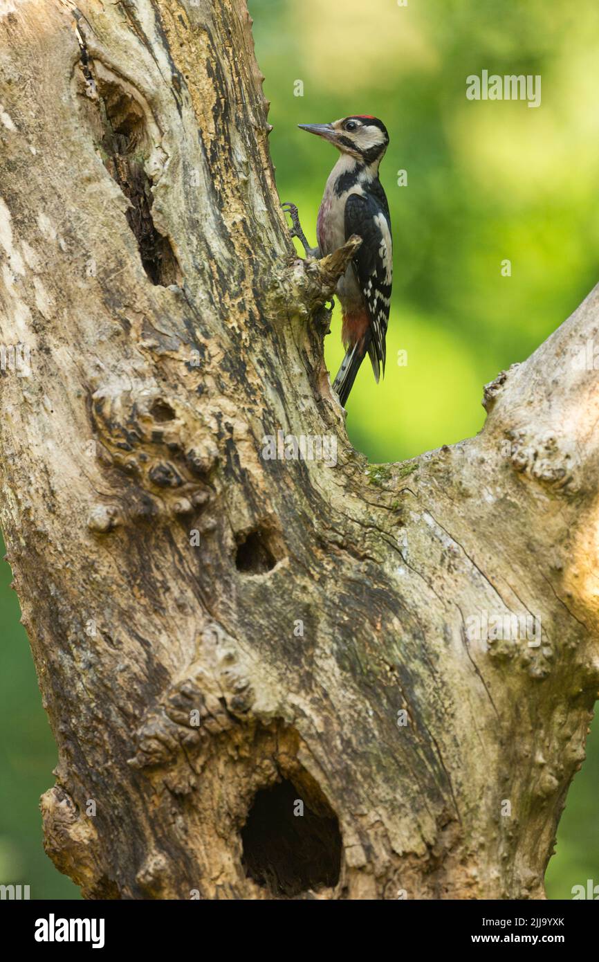 Great spotted woodpecker Dendrocopus major, juvenile perched on branch, Tiszaalpár, Hungary, June Stock Photo