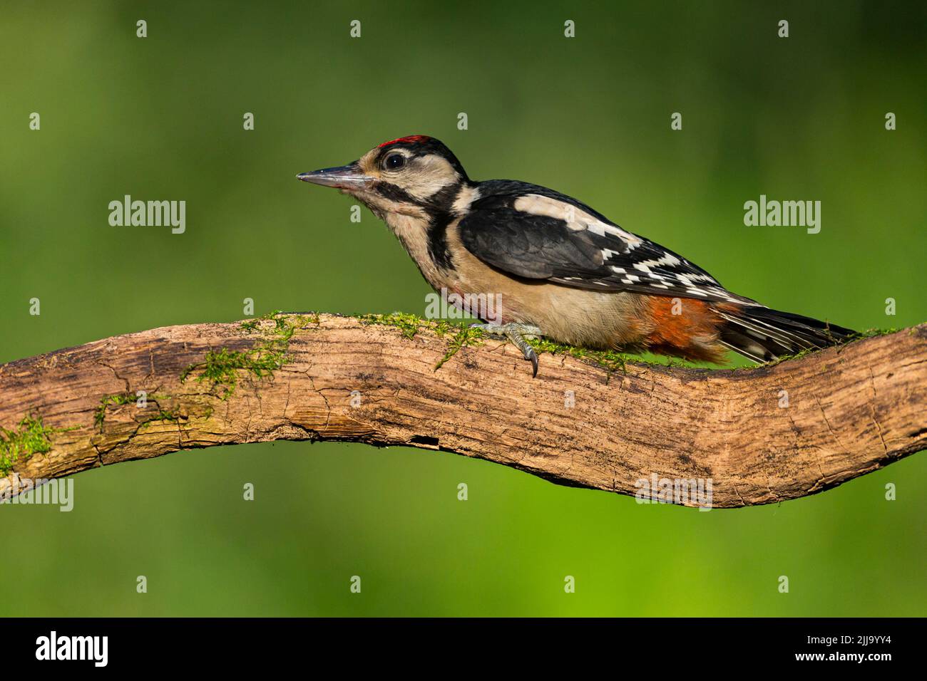 Great spotted woodpecker Dendrocopus major, juvenile perched on branch, Tiszaalpár, Hungary, June Stock Photo