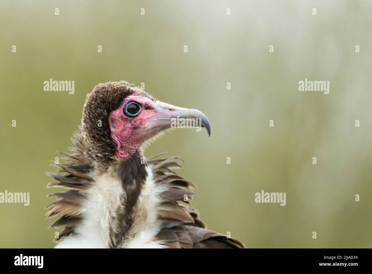 Hooded vulture Necrosyrtes monachus (captive), head profile, Hawk Conservancy Trust, Andover, Hampshire, UK, April Stock Photo