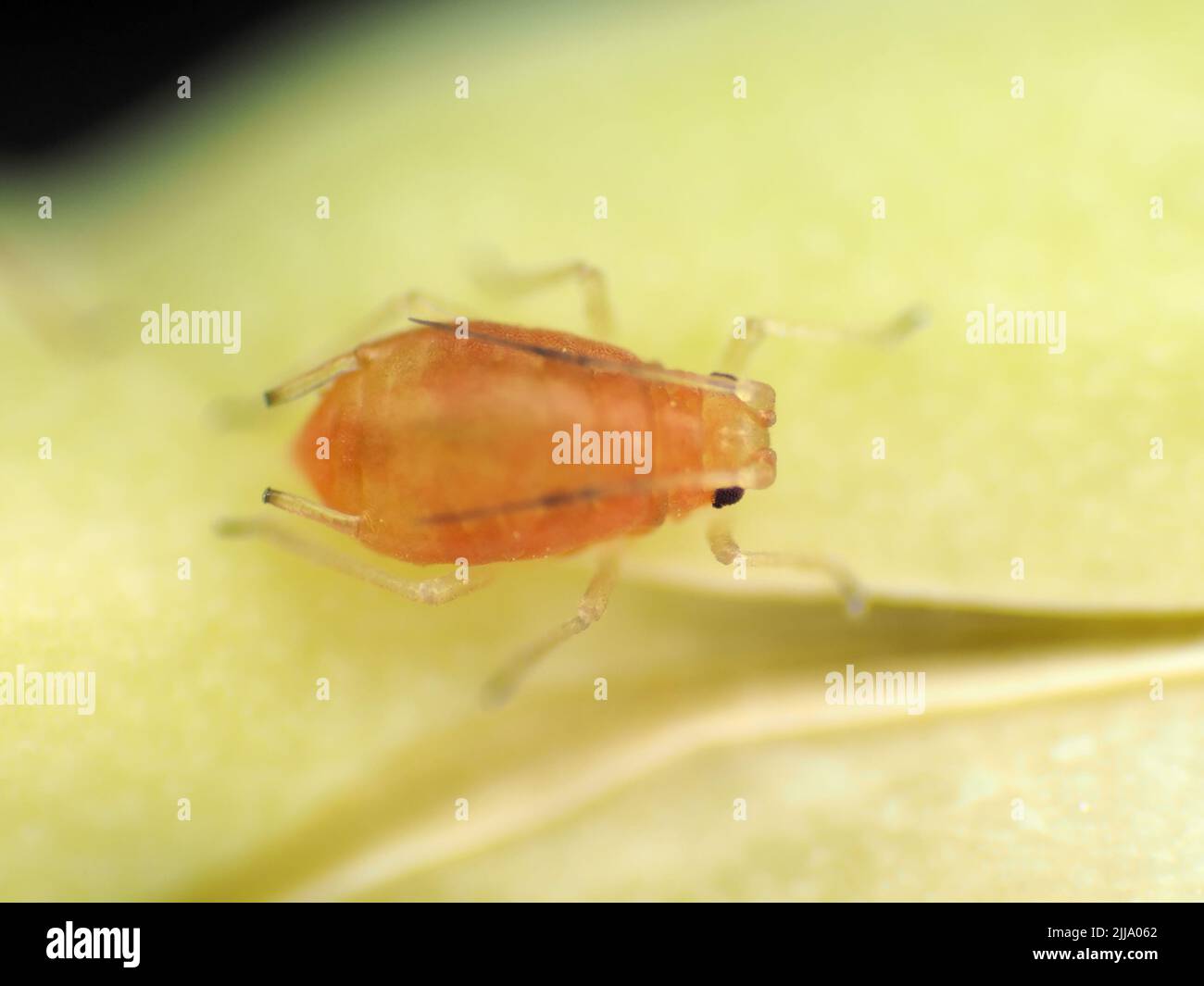 Tiny aphid (less than 1.5 mm in length) on a Brassica rapa subsp. nipposinica seedpod, probably a nymph of Myzus persicae Stock Photo