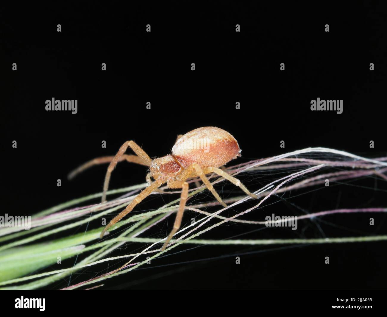 Small crab spider Stock Photo