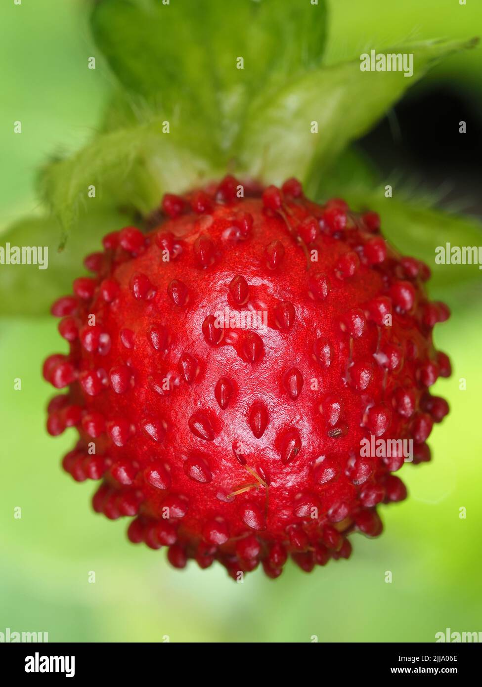 Red berry of Potentilla indica - mock strawberry Stock Photo