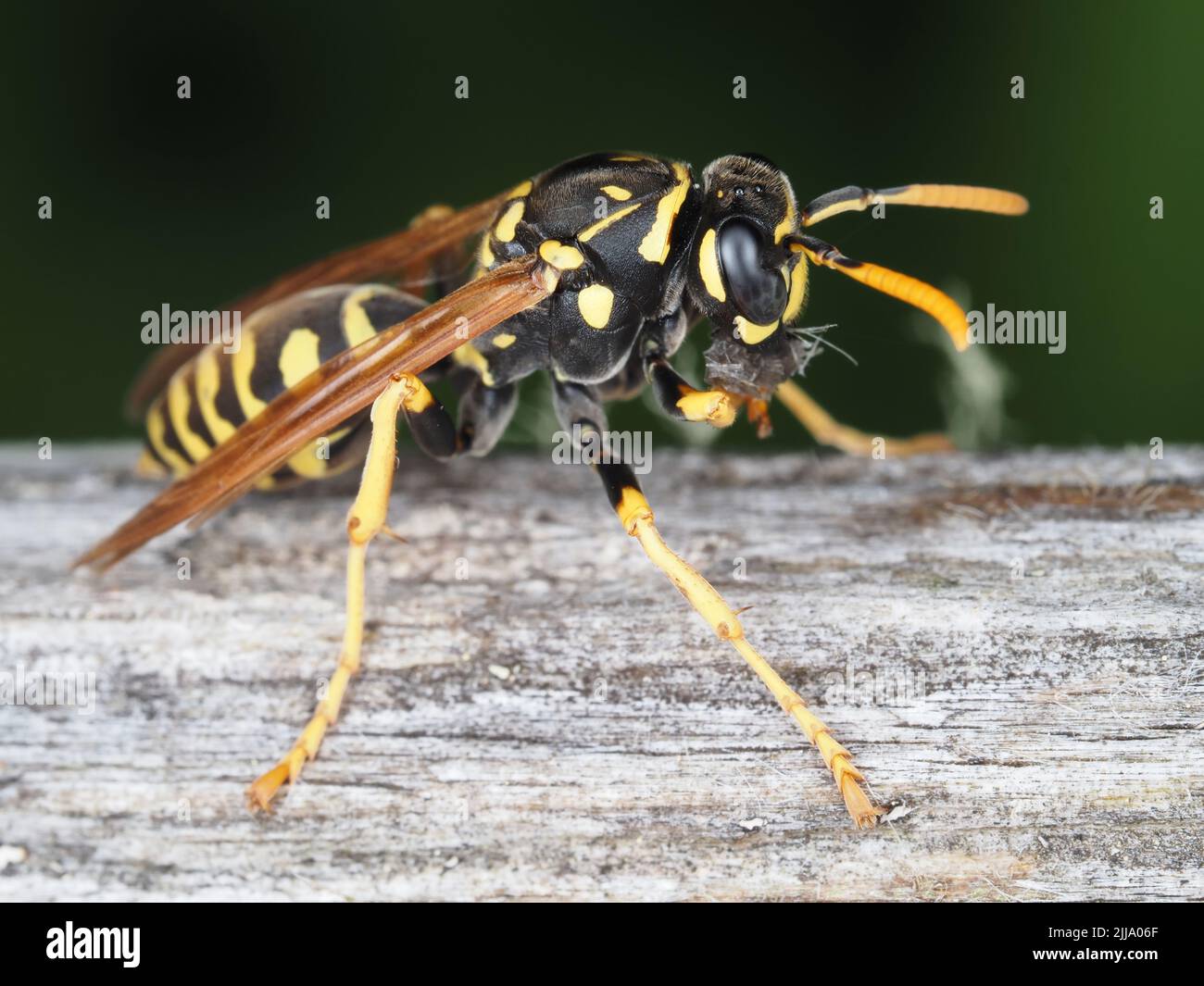Paper wasp (Polistes dominula) gathering wooden material Stock Photo