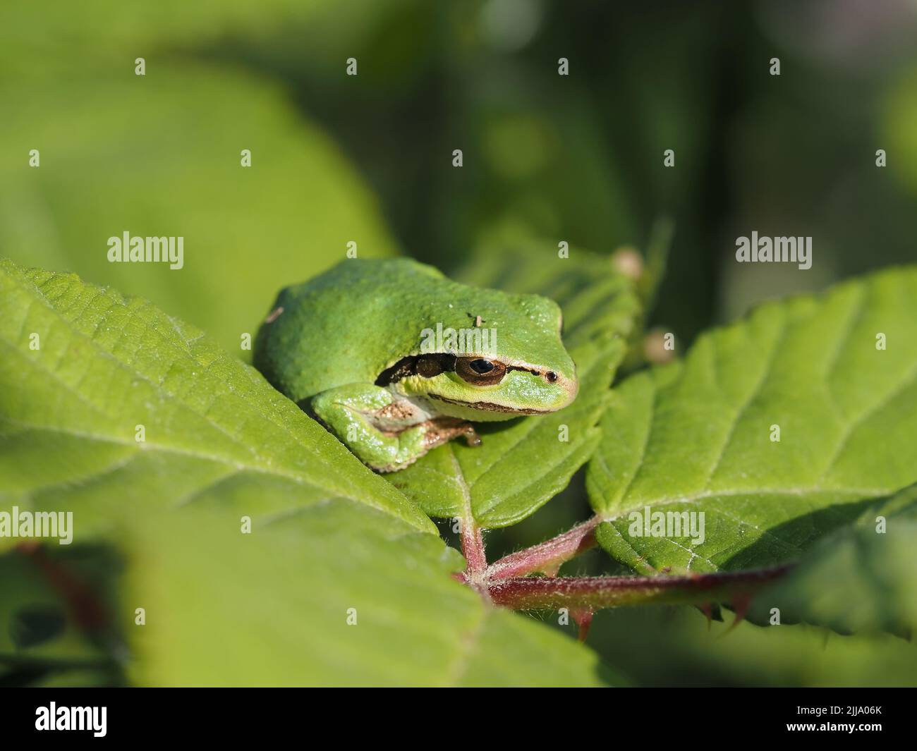 Tiny Pacific tree frog (Pseudacris regilla, green color morph) resting on a leaf in Nisqually National Wildlife Refuge, Washington state, USA Stock Photo