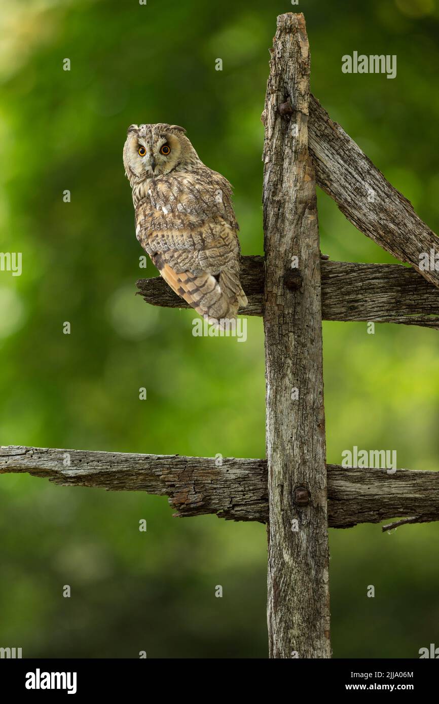 Long-eared owl Asio otus (captive), adult male perched on wooden fence, Hawk Conservancy Trust, Andover, Hampshire, UK, September Stock Photo
