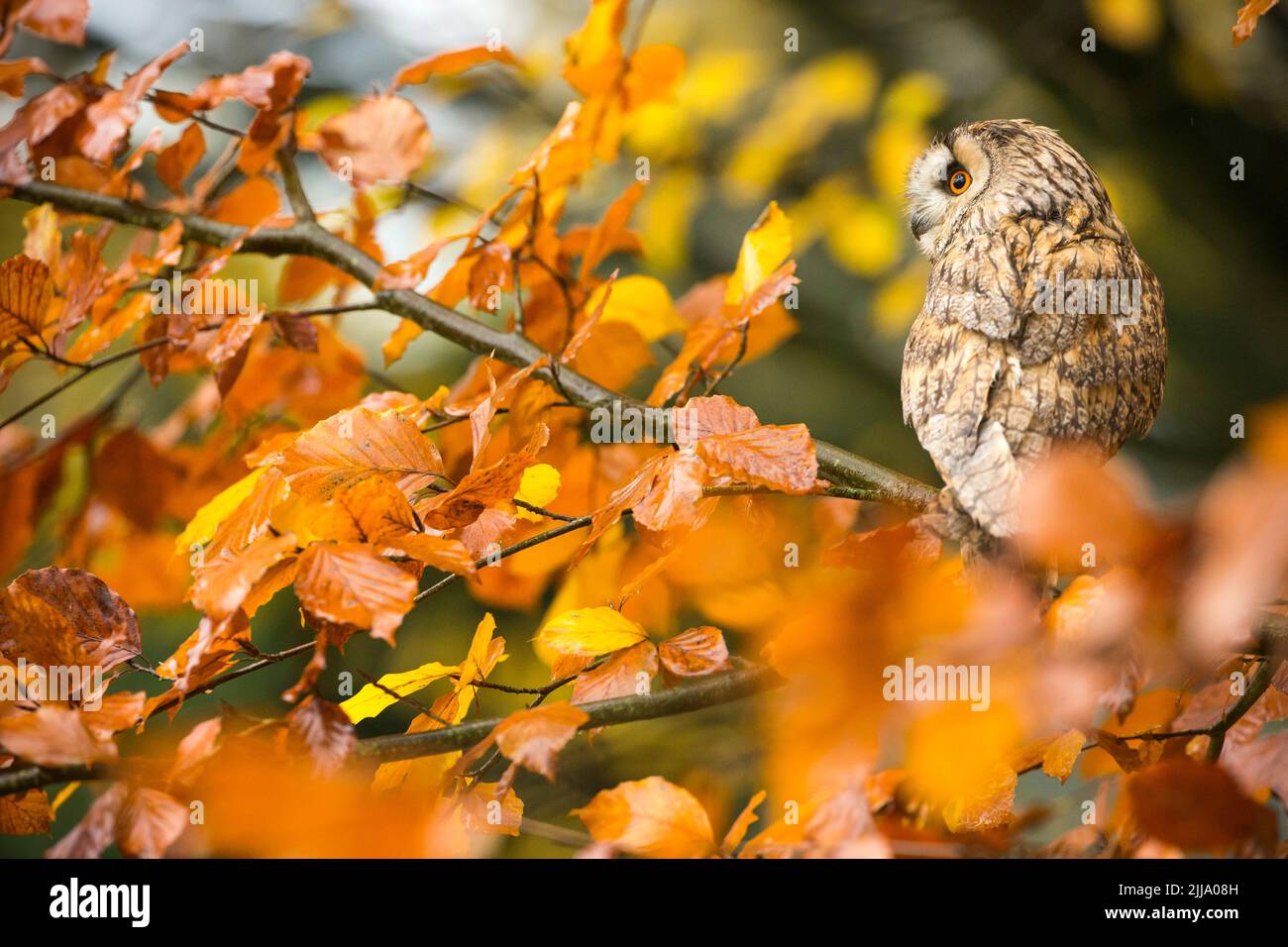 Long-eared owl Asio otus (captive), adult male perched in European beech Fagus sylvatica, Hawk Conservancy Trust, Andover, Hampshire, UK, November Stock Photo