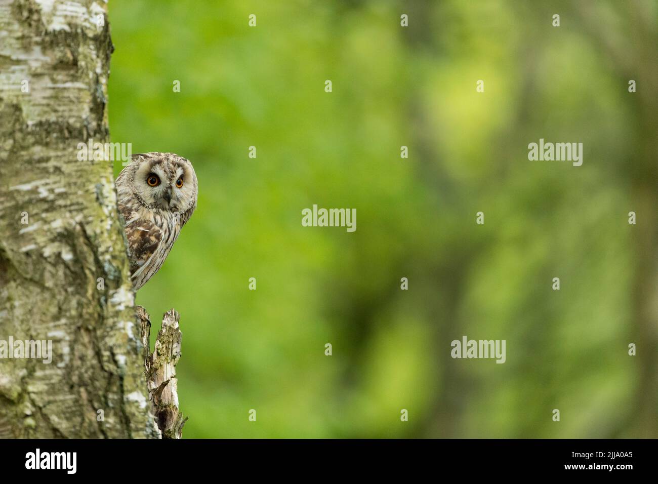 Long-eared owl Asio otus (captive), adult male perched in woodland, Hawk Conservancy Trust, Andover, Hampshire, UK, April Stock Photo