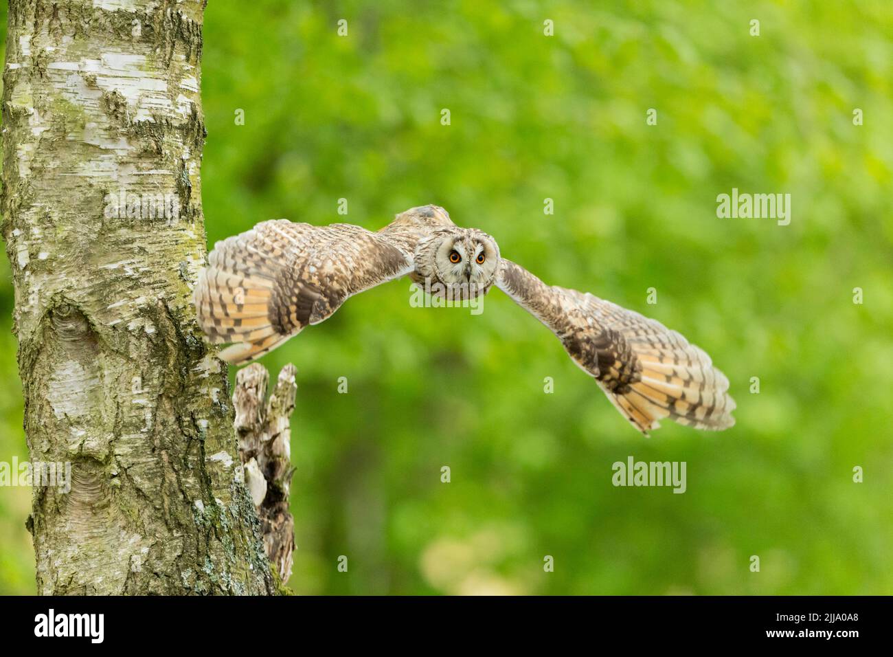 Long-eared owl Asio otus (captive), adult male flying from tree, Hawk Conservancy Trust, Andover, Hampshire, UK, April Stock Photo