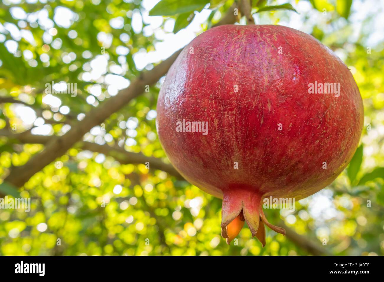 Ripe pomegranate fruit close-up on a tree branch in garden Stock Photo