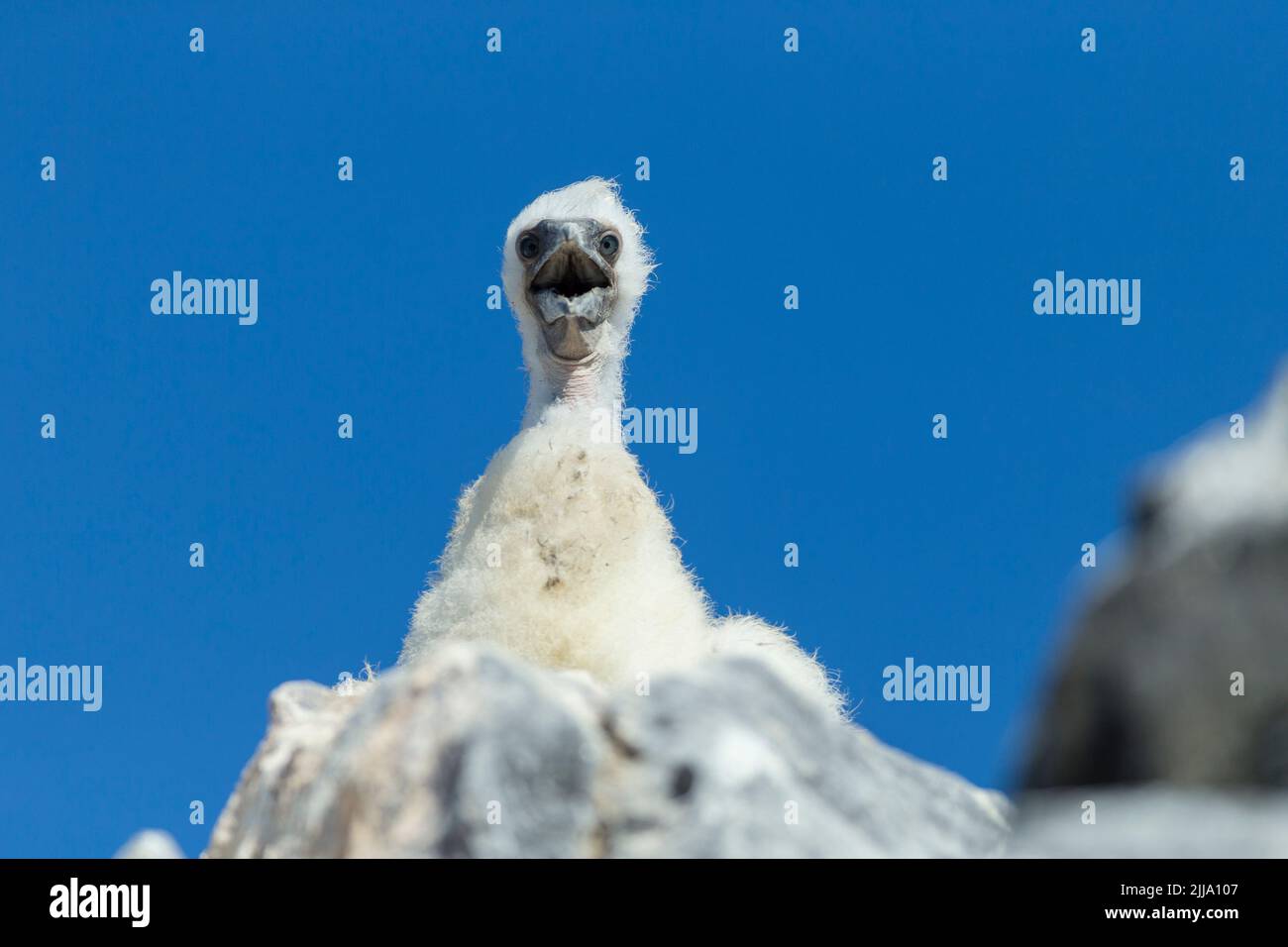 Nazca booby Sula granti, chick, at clifftop nest site, Punta Suárez