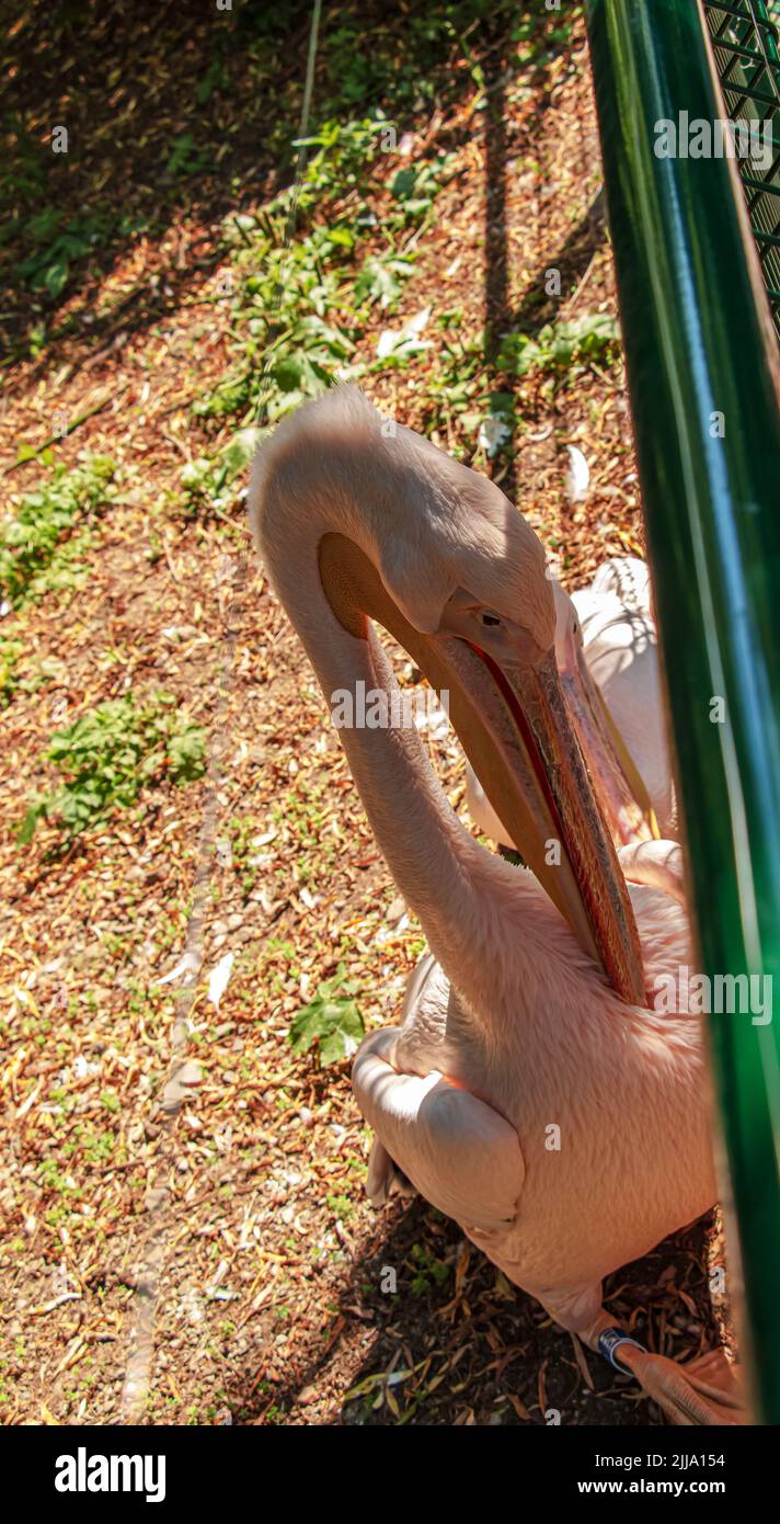 Large white pelican, also known as eastern white pelican, pink pelican