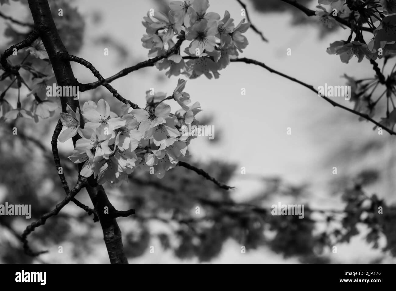 Amazing Cherry Blossom festival in North America Stock Photo Alamy