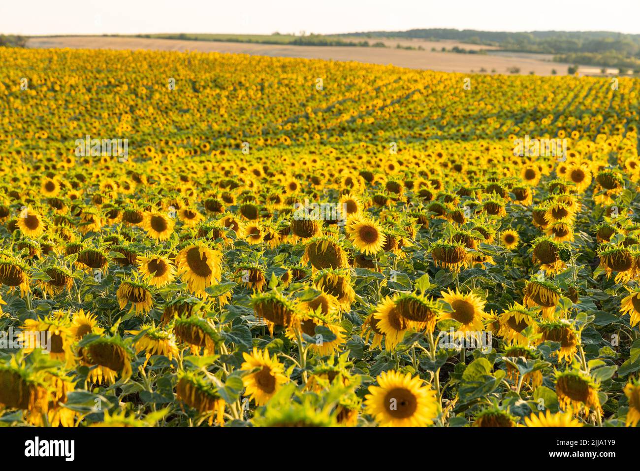 sunflower field in summer Stock Photo Alamy