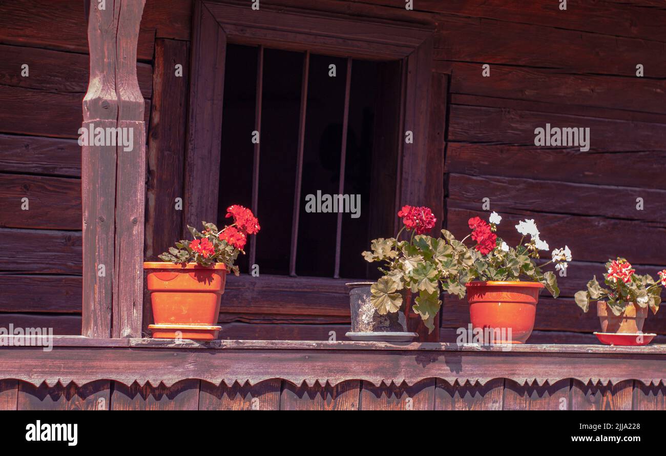 Geraniums in pots line window sill of old historic Romanian home in museum park in Bucharest. Stock Photo