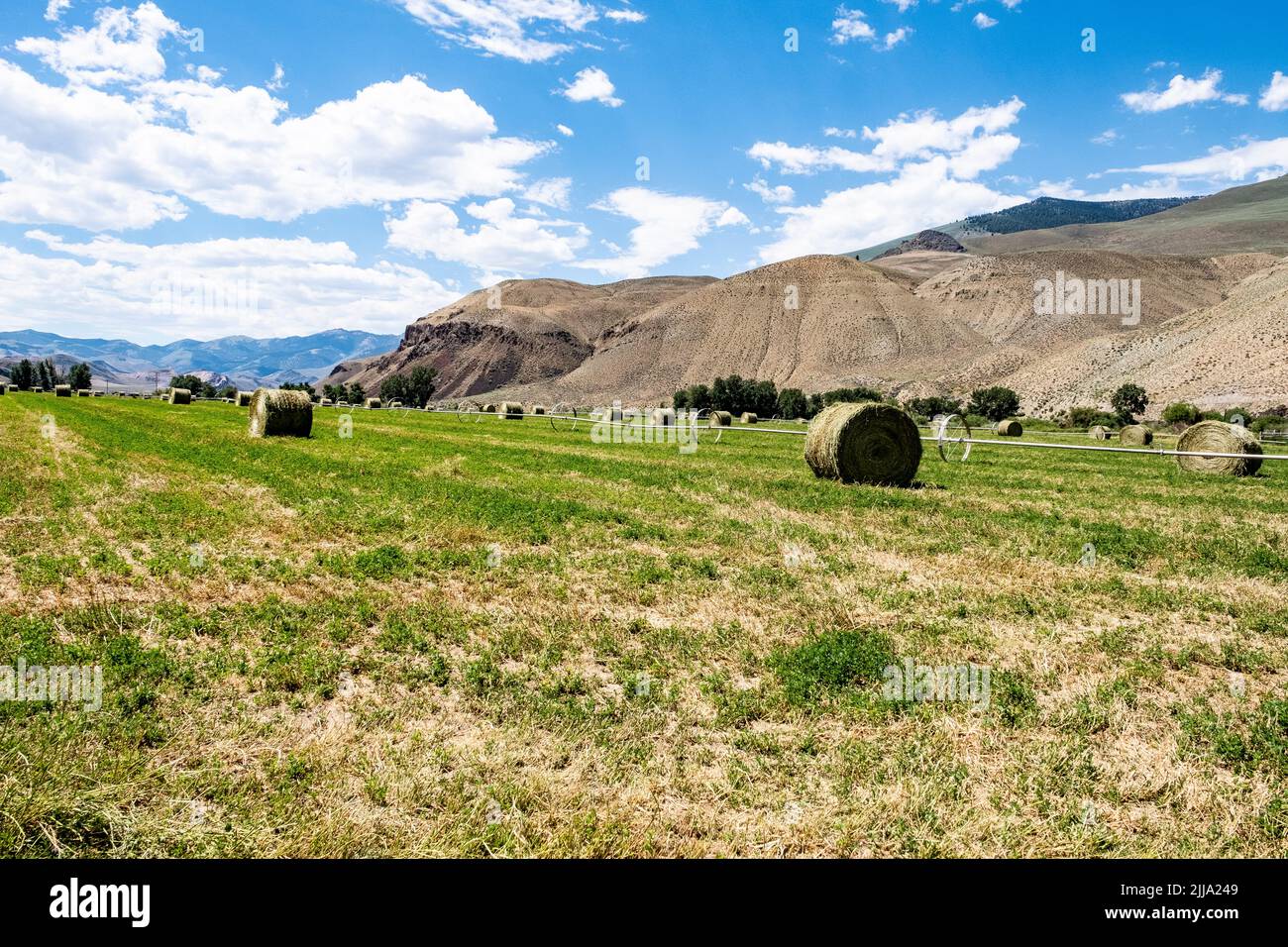 Rolls of Hay in the field where they were harvested Stock Photo - Alamy