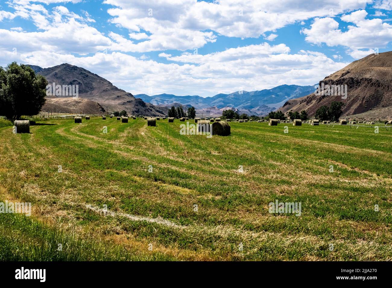 Rolls of Hay in the field where they were harvested Stock Photo - Alamy