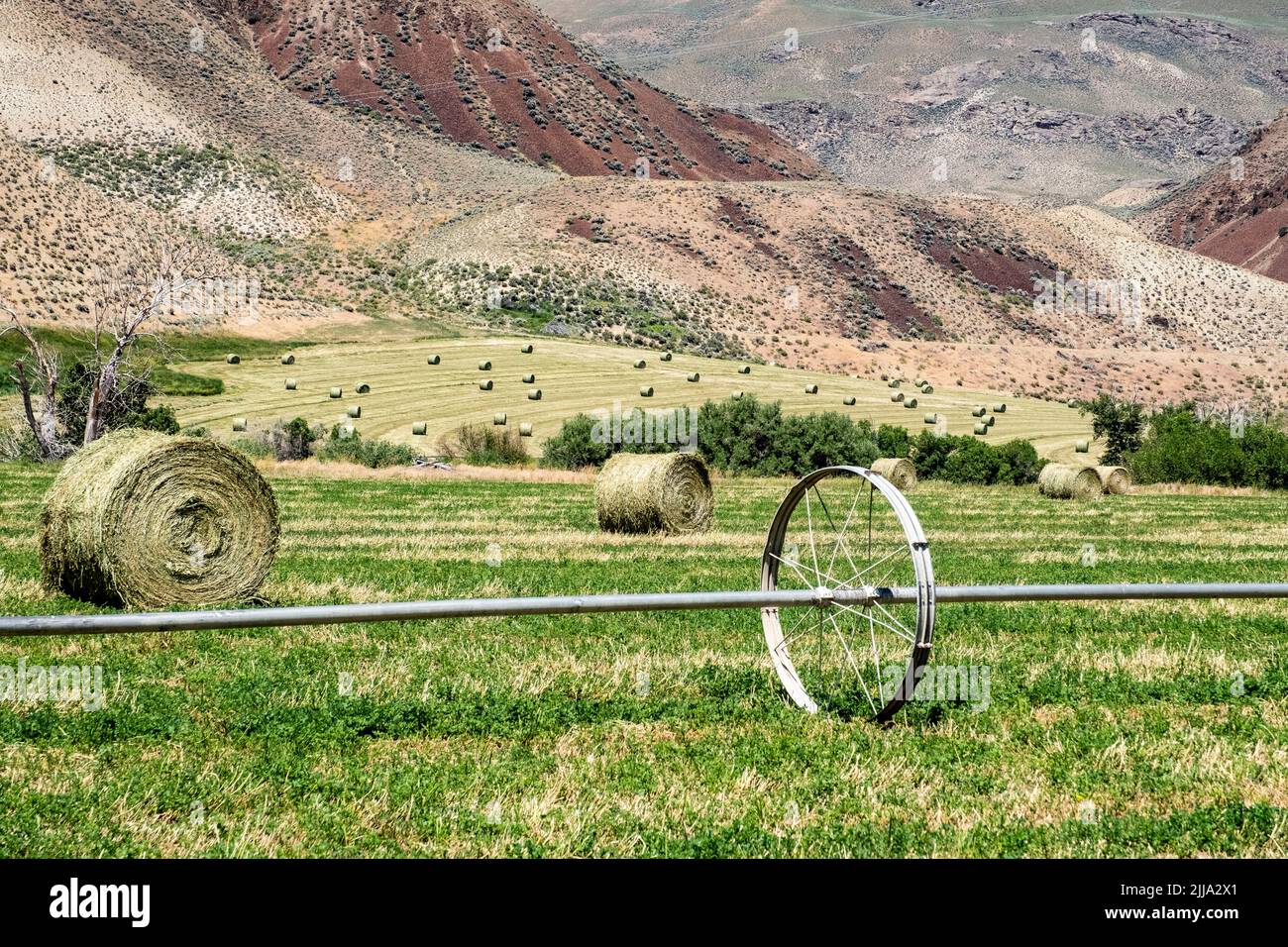 Rolls of Hay in the field where they were harvested Stock Photo - Alamy