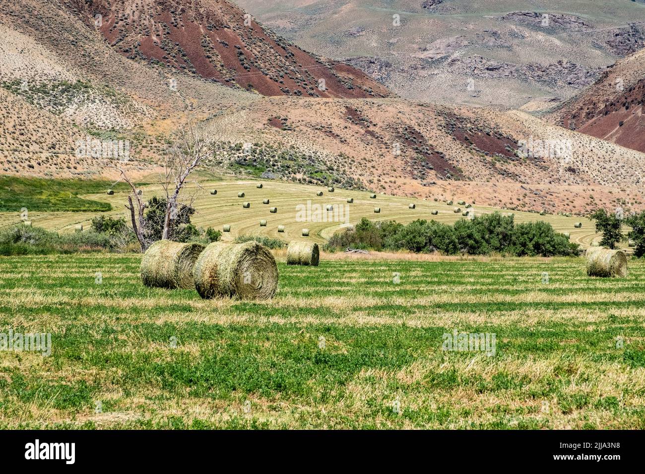 Rolls of Hay in the field where they were harvested Stock Photo - Alamy
