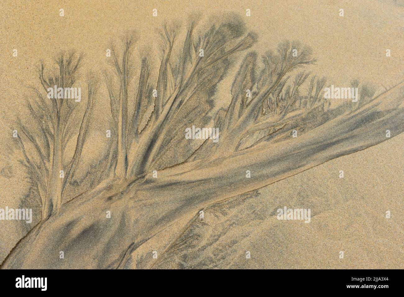 Landscape view of sand and water patterns creating tree shapes, Godrevy ...