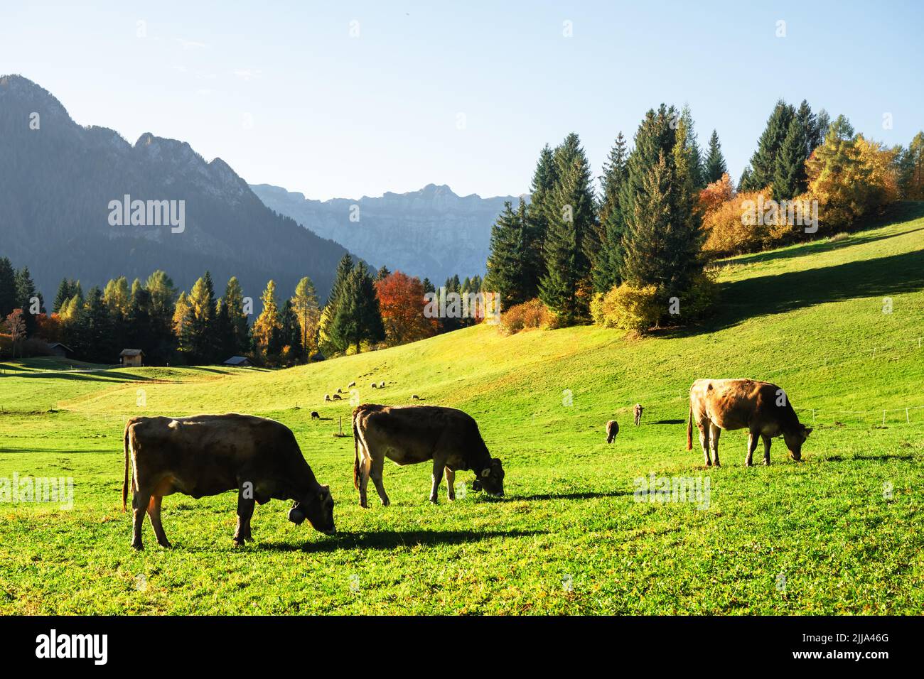 Cows In Italy Natural alps hi-res stock photography and images - Alamy