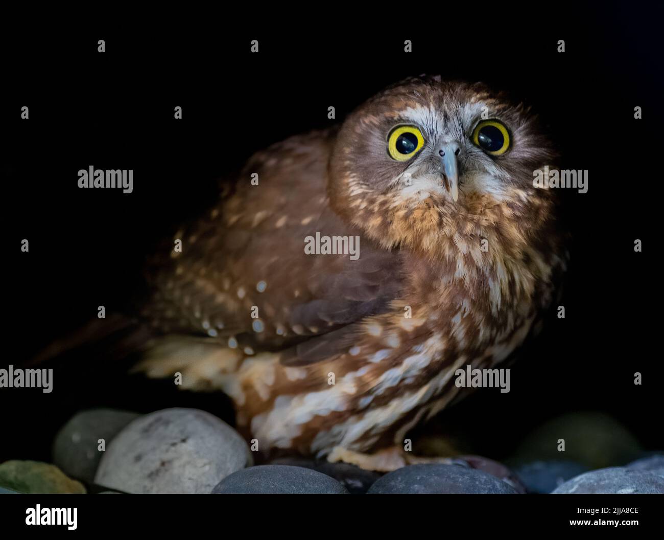 Morepork owl not happy to see the photographer Stock Photo