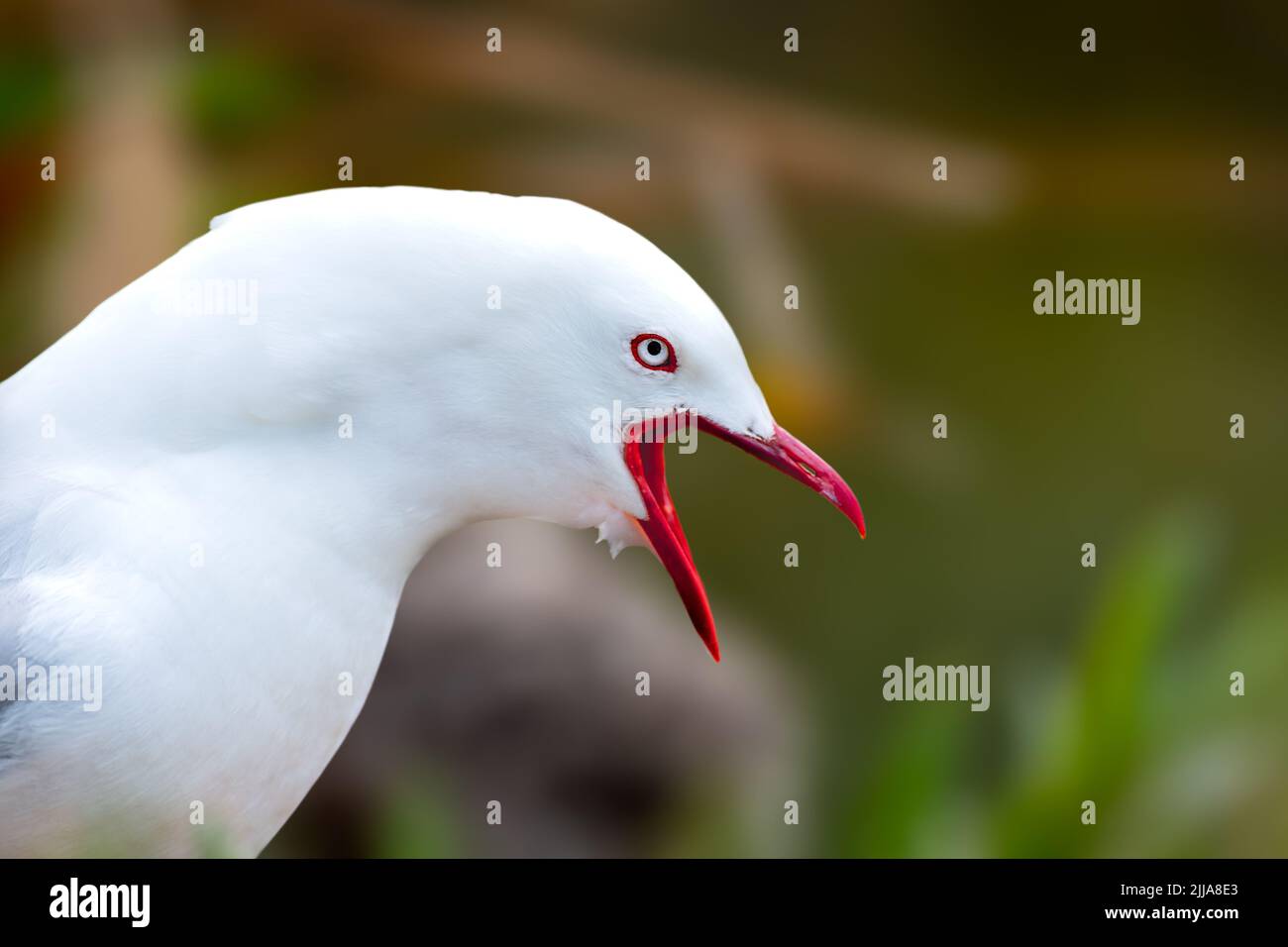 Red billed gull guarding its nest with chicks Stock Photo