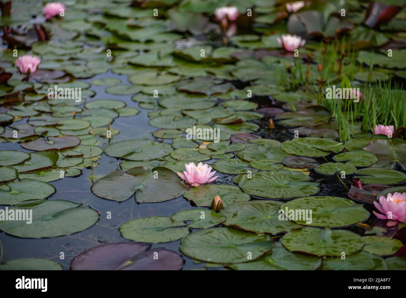 Beautiful pond water lilies hi-res stock photography and images - Alamy