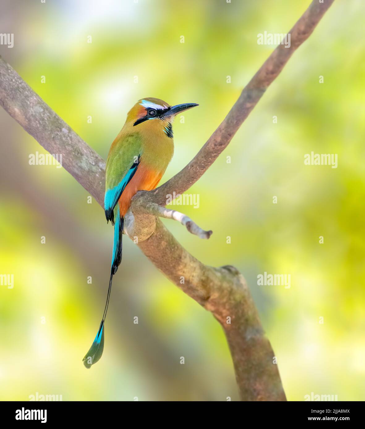 Turquoise browed motmot perched on a tree Stock Photo