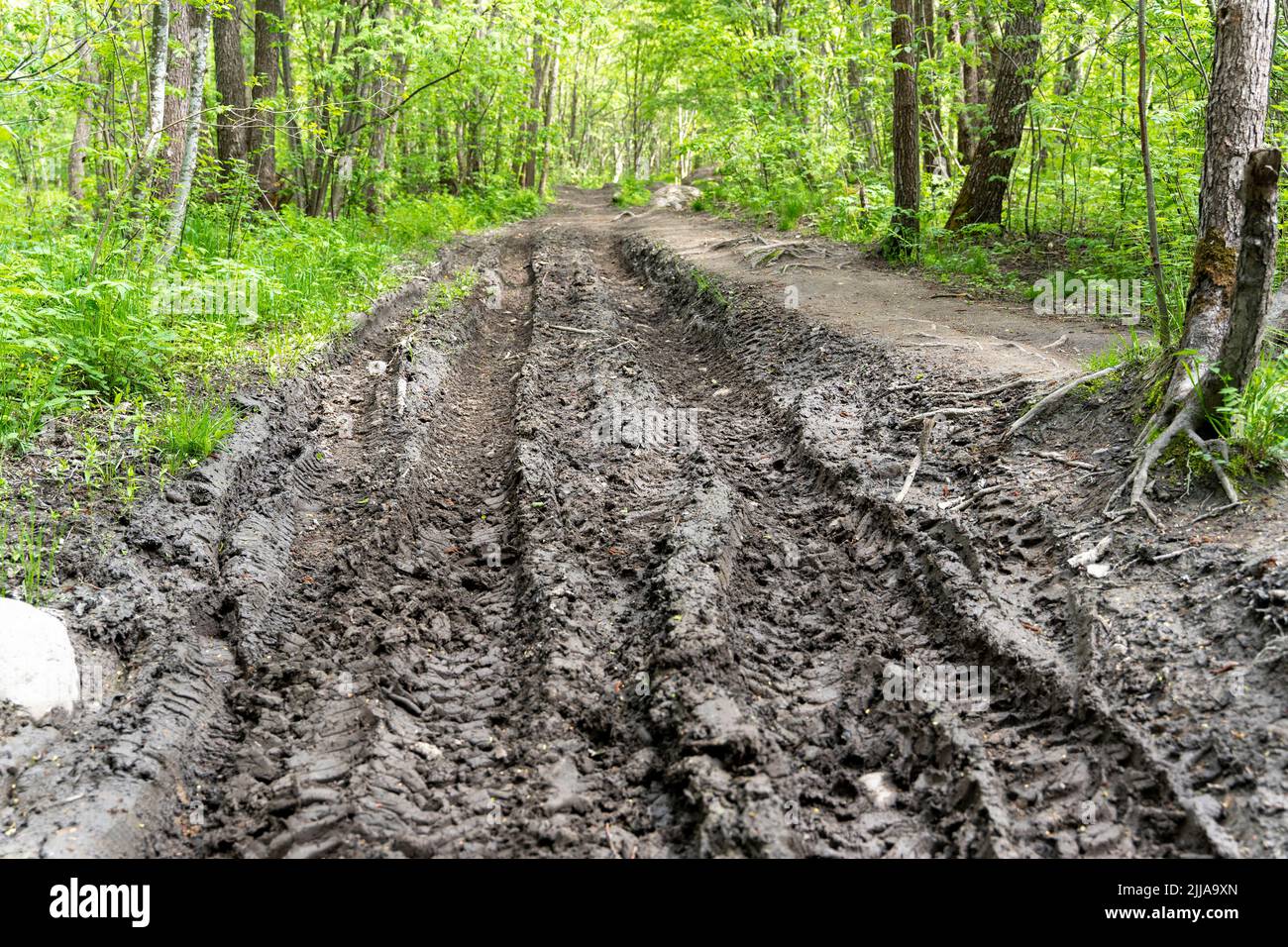 impassable forest road, muddy after rains, with traces of truck tires  Stock Photo