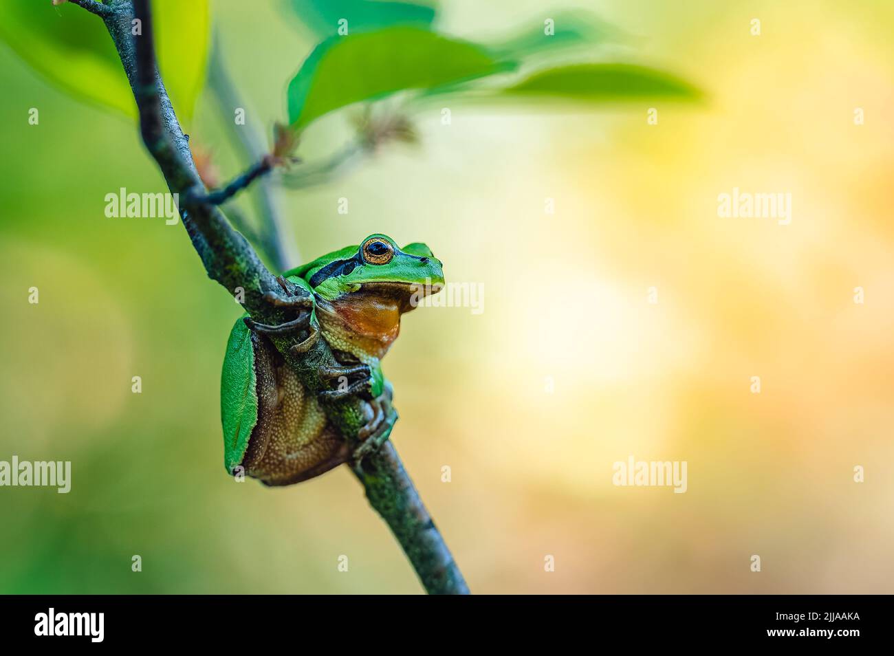 The European tree frog (Hyla arborea) sitting on a tree branch. Blurred colorful background. Stock Photo