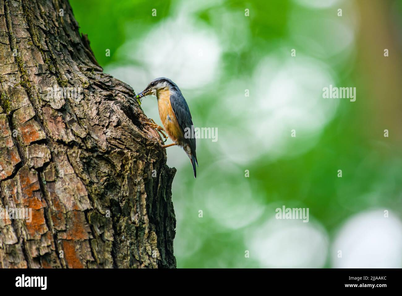 The Eurasian nuthatch or wood nuthatch (Sitta europaea) feeds its young, carrying insects in its beak, feeding. Stock Photo