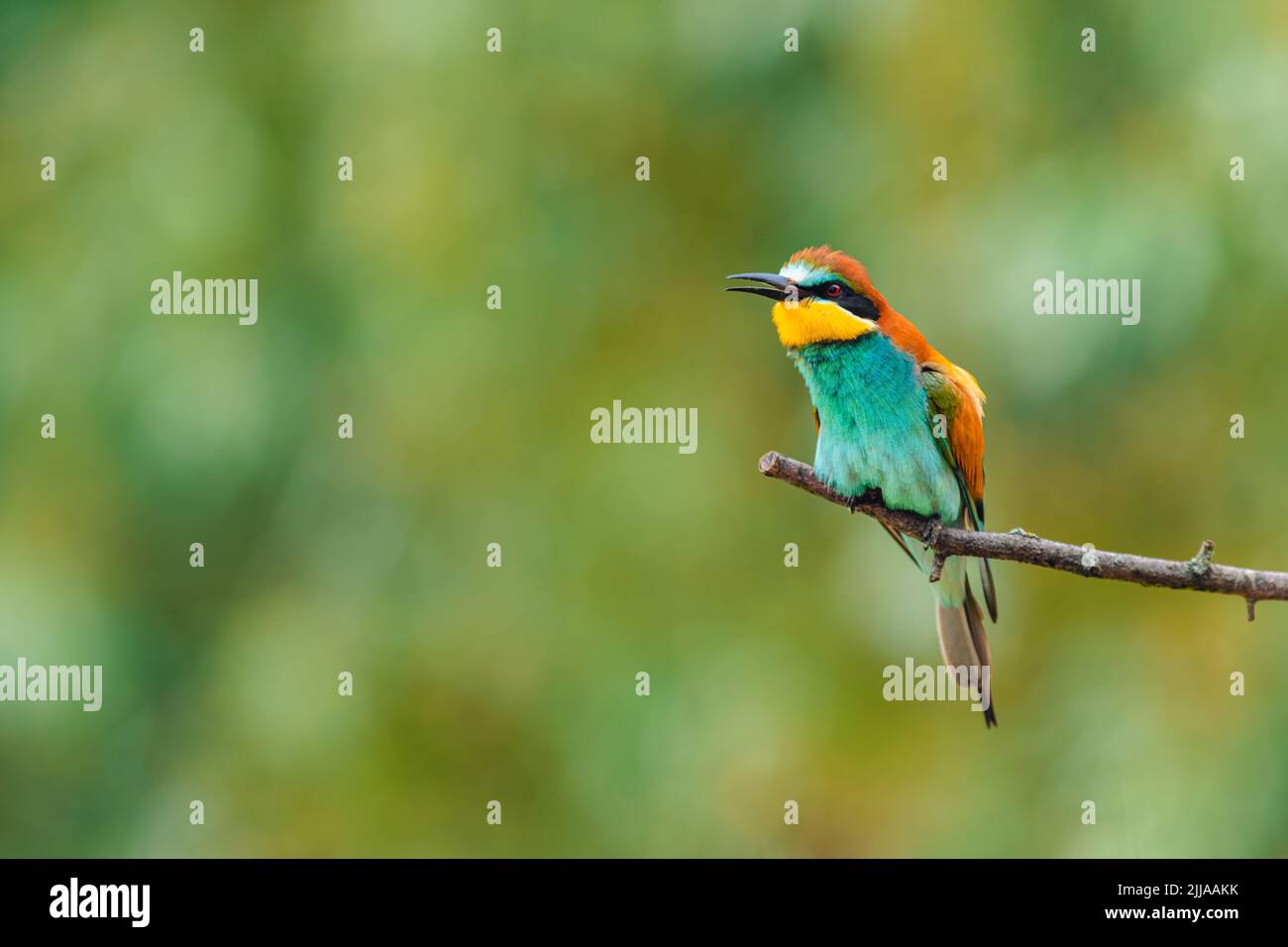 Beautiful colorful bird European bee-eater (Merops apiaster) perching on a branch, beak open. Blurred background. Summer day. Stock Photo