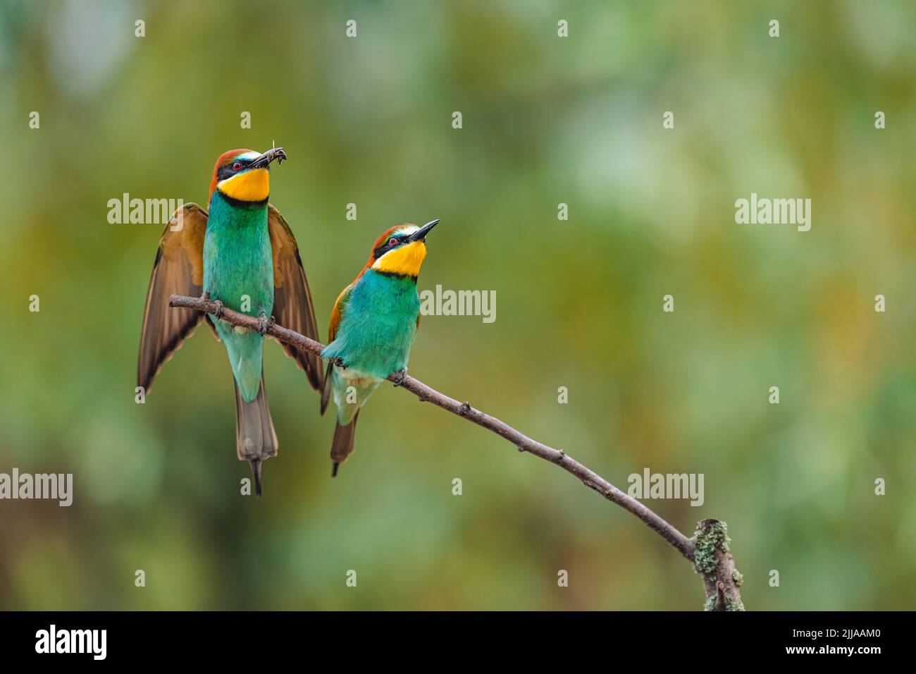 A pair of European bee-eater birds (Merops apiaster) perching on a branch. The male has a bee in his beak and spread wings. Stock Photo