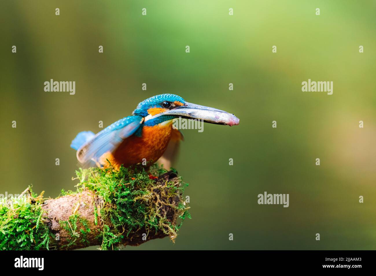 A male common kingfisher (Alcedo atthis) with a small fish in its beak perching on a stick covered in moss. Beautiful green background. Stock Photo