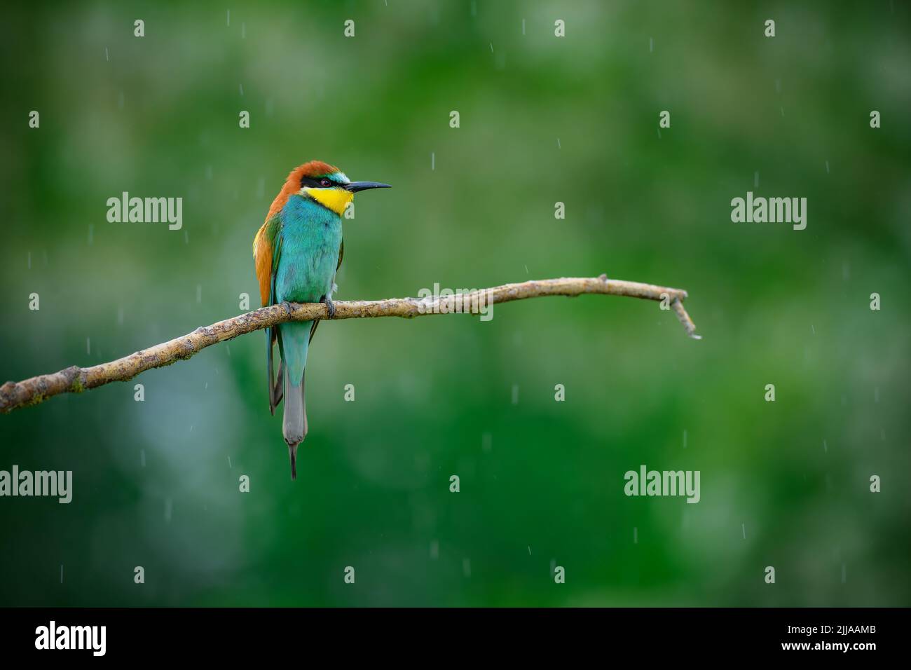 Beautiful bird European bee-eater (Merops apiaster) perching on a branch in light rain. Raindrops on feathers. Blurred background with colorful circle Stock Photo