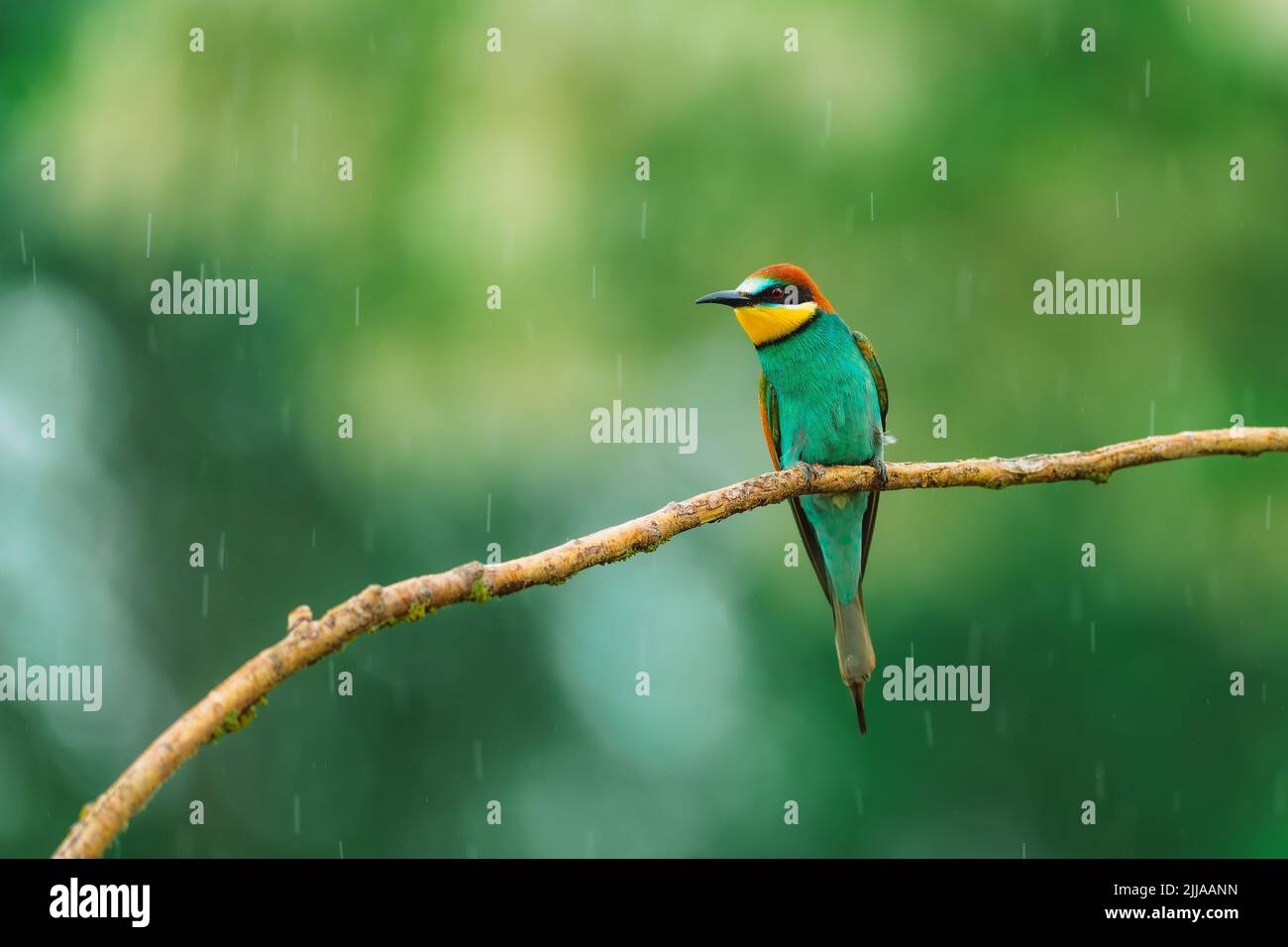 Beautiful bird European bee-eater (Merops apiaster) perching on a branch in  light rain. Raindrops on feathers. Blurred background with colorful circle  Stock Photo - Alamy