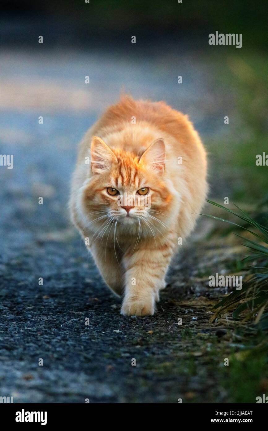 Domestic cat, orange tabby, hunting in a meadow in spring, Saxony