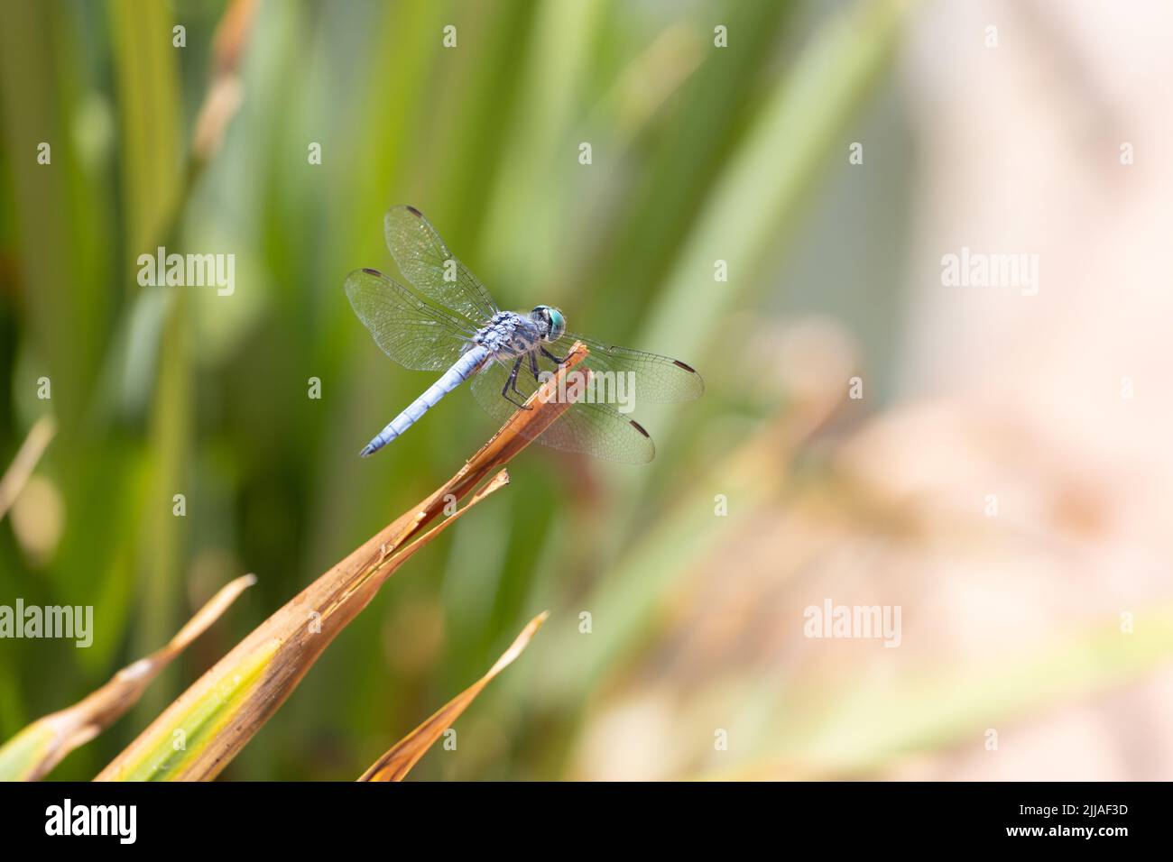 Great blue skimmer dragonfly Stock Photo Alamy