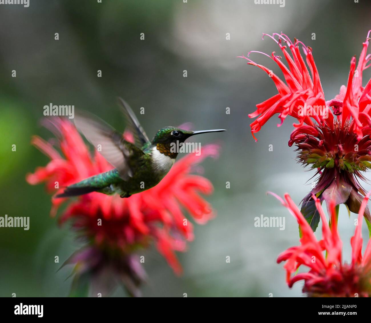 A male Ruby Throated hummingbird, Archilochus colubris, hovering near and feeding on bright red monarda, Monarda Monarda fistulosa flowers in a garden Stock Photo