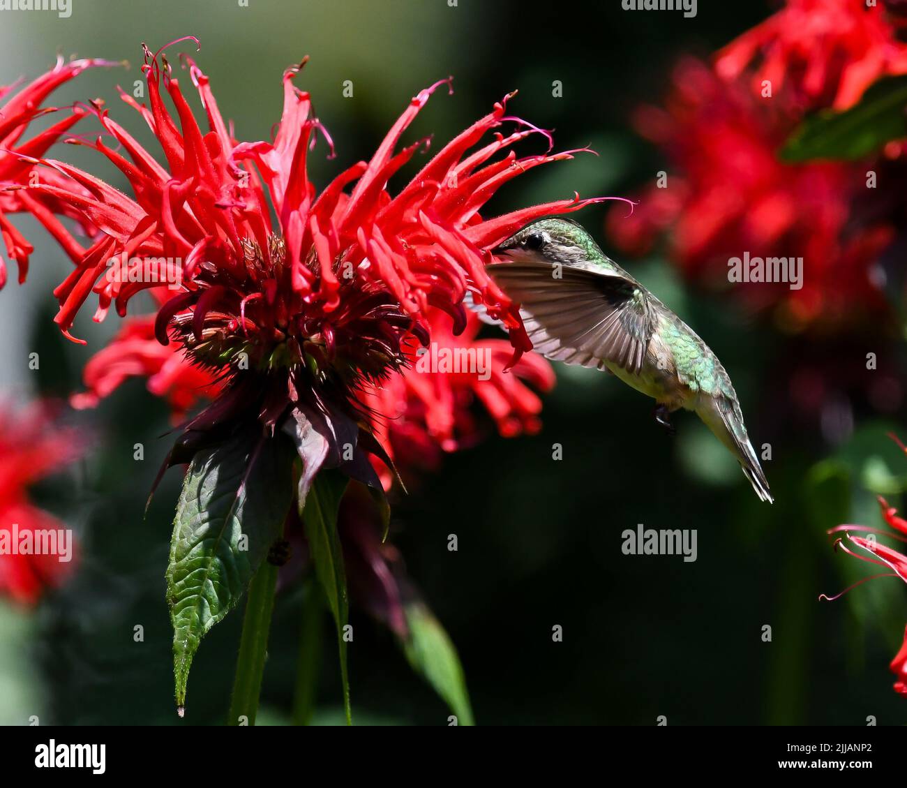 A female Ruby Throated hummingbird, Archilochus colubris, feeding on bright red monarda, Monarda, Monarda fistulosa flowers Stock Photo