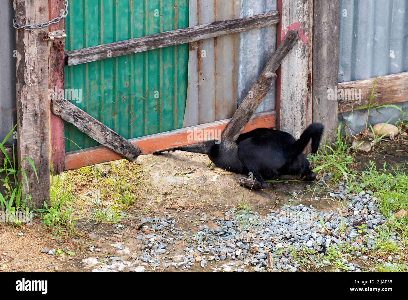 Dog escaping through under the gate Stock Photo Alamy