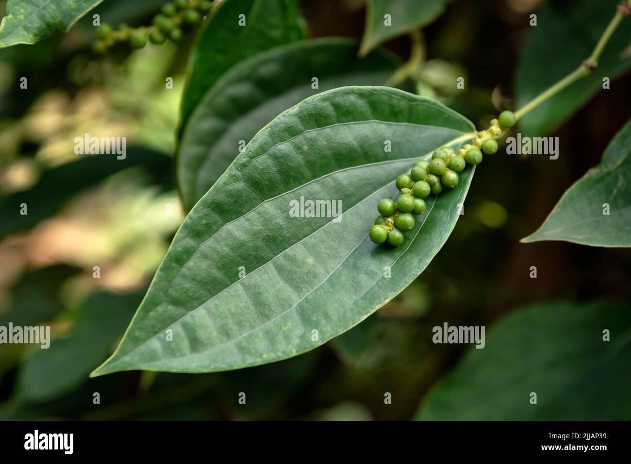 Kampot pepper plantation hires stock photography and images Alamy