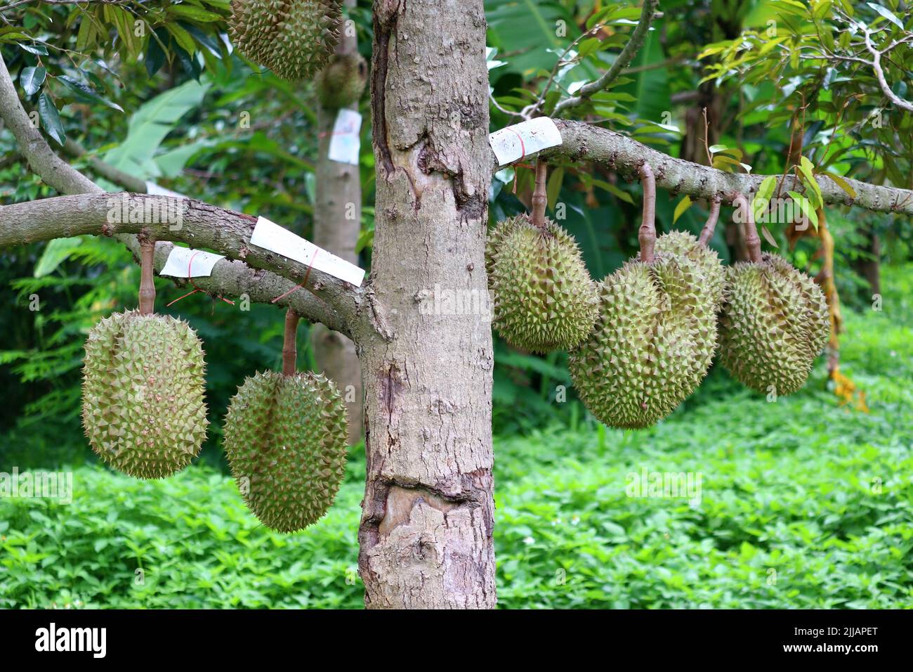 young durian fruit on tree in organic farm Stock Photo